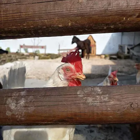 Urban Farm Experience Germogli Farm דירה
